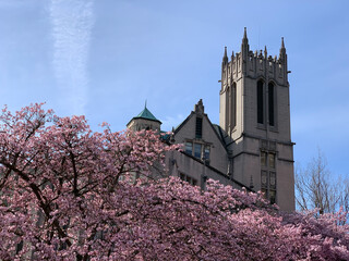 Pink Yoshino cherry blossoms on Cherry Trees on the campus of the University of Washington, Seattle