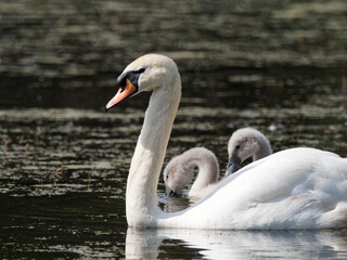 A mute swan (Cygnus olor) adult swimming with its new born cygnets a lake at Daisy Nook country Park, Oldham