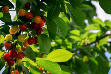 Green, pink and red cherry hanging from tree branch. Harvest sweet cherries on tree. Against blue sky. Healthy eating. Vegetarian food. Close-up. Selective focus.