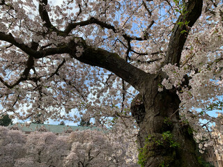 Pink Yoshino cherry blossoms on Cherry Trees on the campus of the University of Washington, Seattle