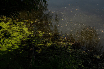 dirty water in the lake