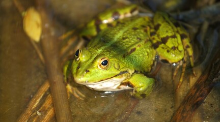 frog in the pond