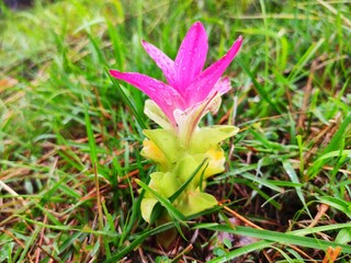 Plant of Curcuma aromatica (van haldi)