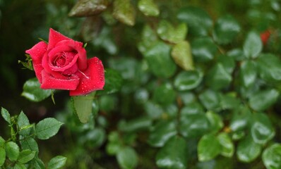 red rose in the garden