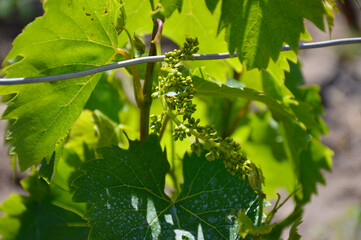 green bunch of unripe grapes, the leaves show traces of treatment from harmful insects