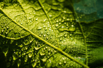 Green leaf of a tree with dew closeup.
