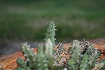 Cactos