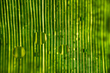 Green leaf structure close up.
