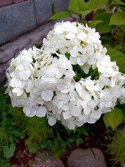 white flowers in the garden valentine