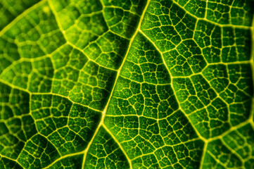 Green leaf structure close up.