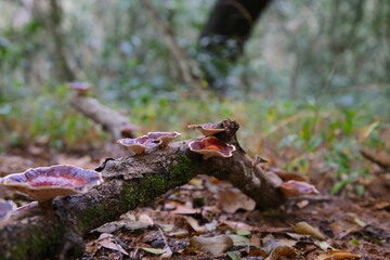 Fungus Growing on a Branch in the Jungle