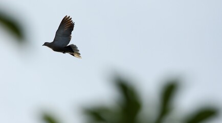 crow in flight