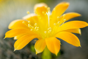 Yellow flower of cactus, closeup of blooming thorn plant
