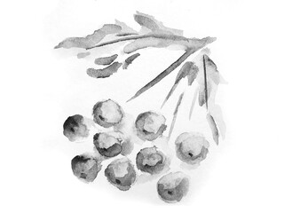 watercolor black and white Rowan cluster