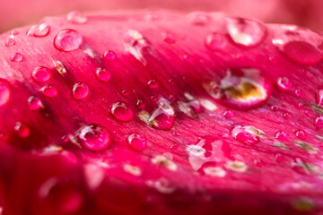  Flowers. After rain. Beautiful pink petal of tulip in the garden on a summer day. Selected focus. Background. Macro