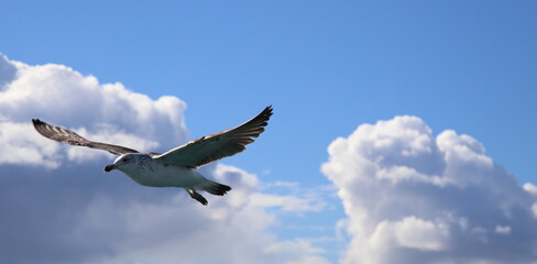 Seagull In Flight with Billowing Massive Clouds and Blue Sky in the Background