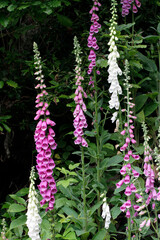Foxglove, Digitalis purpurea, Digitalis grandifloria, Thuringia, Germany, Europe