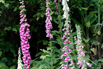 Foxglove, Digitalis purpurea, Thuringia, Germany, Europe