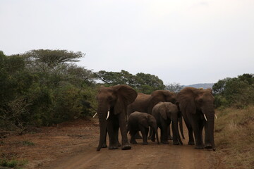 A Family of Elephants Roaming and Protecting Their Young