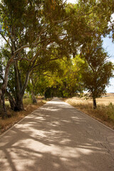 Road in the woods, Landscape