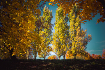 Bright yellow trees in Kolomenskoye park, Moscow, Russia