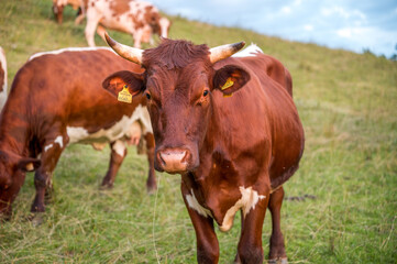 Pinzgauer Fleckvieh Kuh auf der Weide