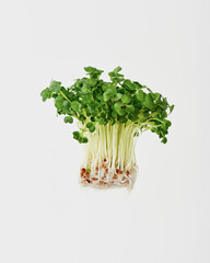 Radish sprouts on white ,カイワレ大根