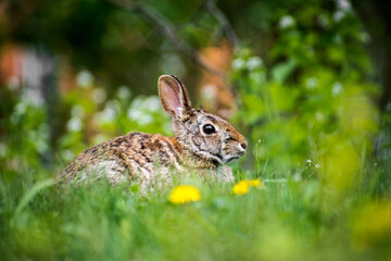 Wild Bunny Rabbit