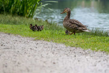 Ente mit vier Kücken