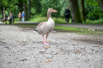 Graugans auf Schotterweg