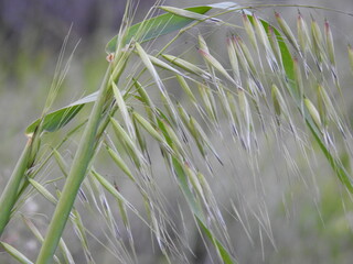 green grass in the wind
