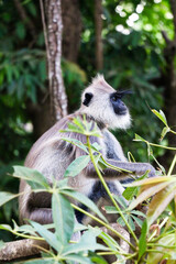 Macaque, monkey