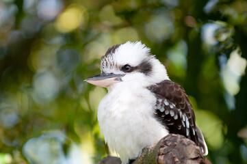 Kookaburra Vogel, Australien, Cookaburra