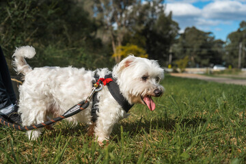 Naklejka na ściany i meble Small fluffy white dog with tongue out while enjoying the sun at a park smiling and winking