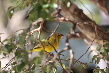 Pássaro Canário Amarelo 