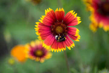 Closeup of bee on multicolored daisy flower in a garden
