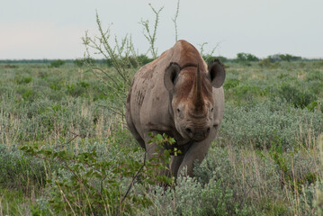 White Rhino Ready to Charge Eotosha