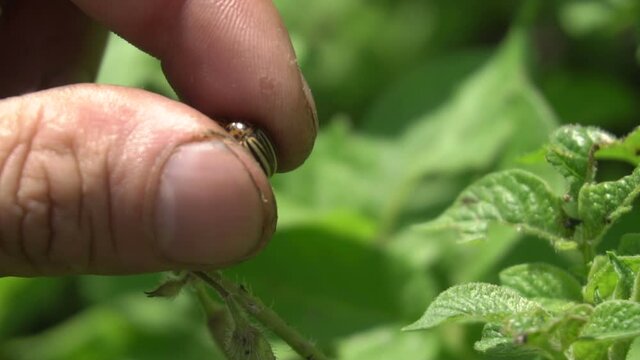 Potato Beetle. Kill The Beetle