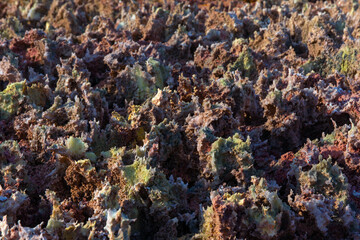 Fototapeta na wymiar Colorful ponds of Dallol desert close up