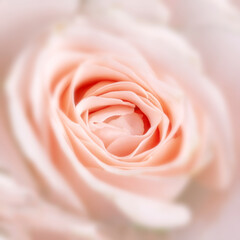 Fototapeta na wymiar Blossoming buds of beautiful, delicate, creamy roses.