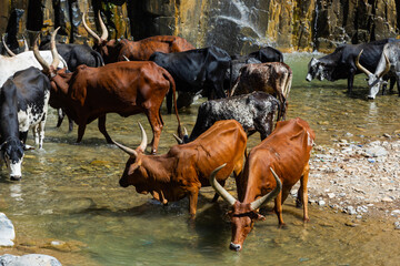 Longhorn cattle drinking water