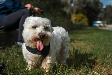 Small fluffy white dog with tongue out while enjoying the sun at a park smiling and winking