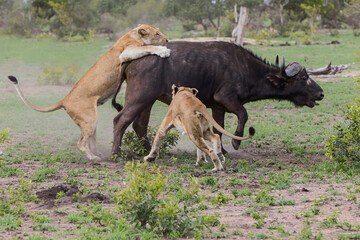 Lions killing a female Buffalo in Sabi Sands Game Reserve in the Greater Kruger Region in South Africa
