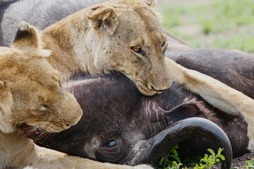 Lions killing a female Buffalo in Sabi Sands Game Reserve in the Greater Kruger Region in South Africa
