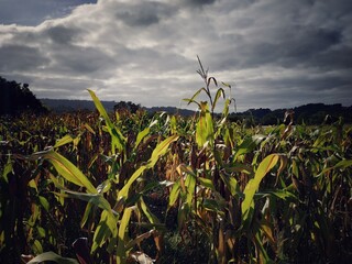corn field and sky