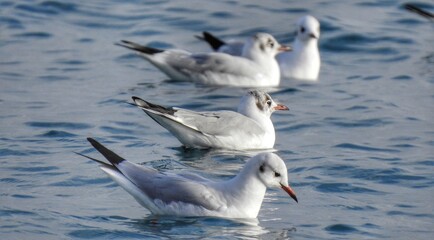 seagull on the sea