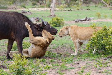 Lions killing a female Buffalo in Sabi Sands Game Reserve in the Greater Kruger Region in South...
