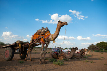 C_0094 Camel chase
Photographed in Jaisalmer Curry Village, India in April 2019.
