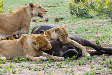 Lions killing a female Buffalo in Sabi Sands Game Reserve in the Greater Kruger Region in South Africa
