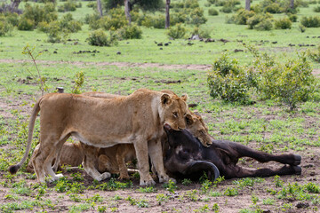 Lions killing a female Buffalo in Sabi Sands Game Reserve in the Greater Kruger Region in South Africa
